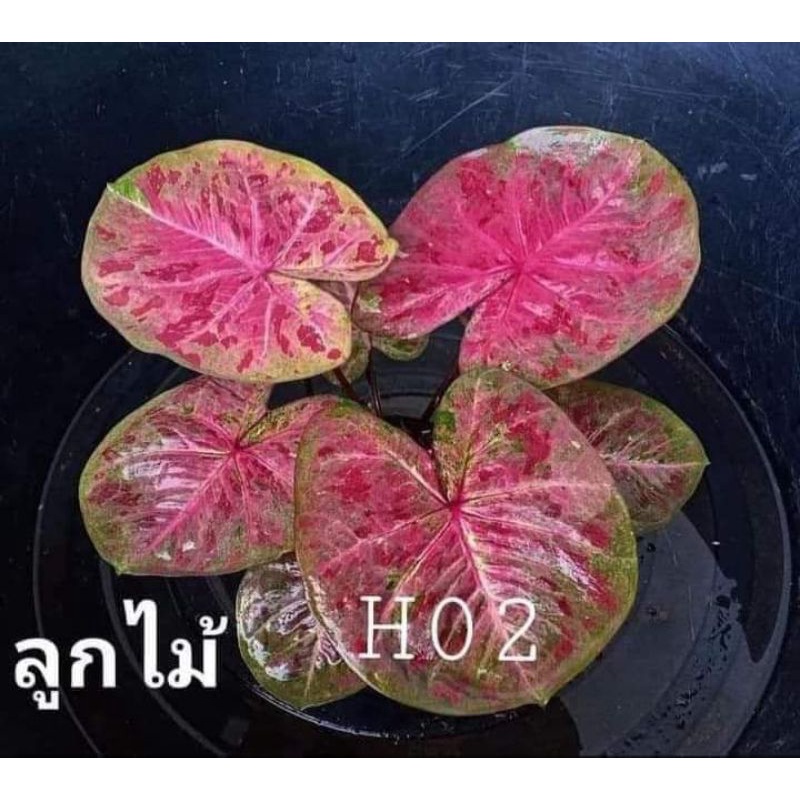 caladium H02
