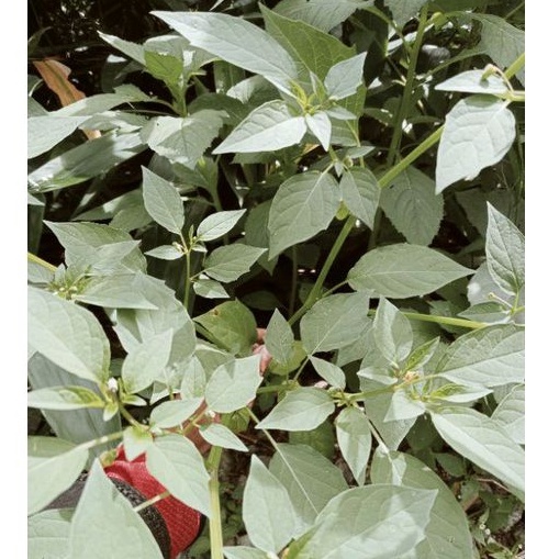 

daun cecenet / Ciplukan obat herbal per 500gram