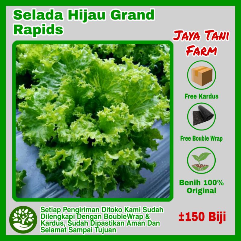 150 Biji Benih Selada Hijau Grand Rapids / Benih Selada Air / Benih Sayuran / Bibit Sayuran / Biji S