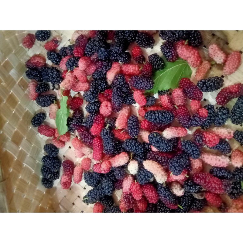 

Mulberry murbei Perpack