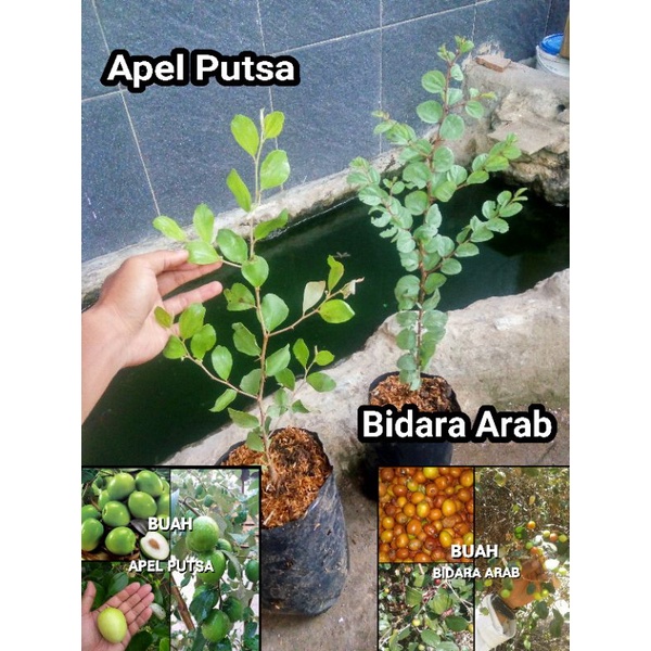 bibit apel putsa