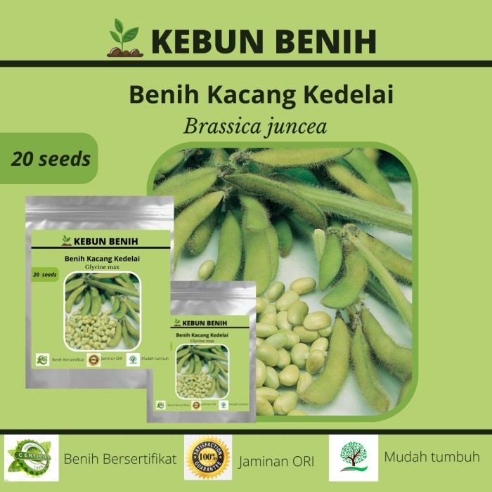 Benih Kacang Kedelai Lokal/ Benih Edamame Kualitas Unggul