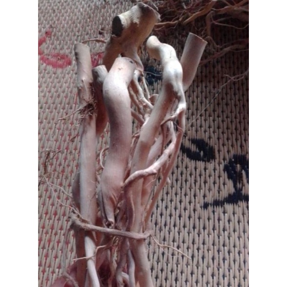 AKAR SENGGANI BESAR KUPAS 250 GRAM /  AKAR SENGGANI LILITAN