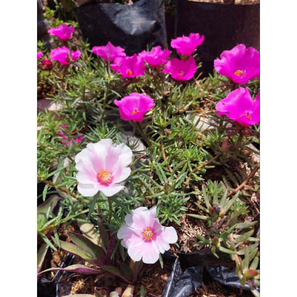 Tanaman hias Krokot bunga besar/pink/putih