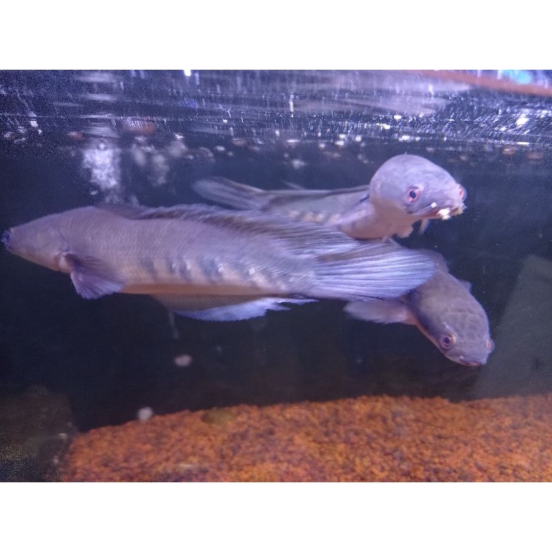 maru ys unik Yeni 23-25cm