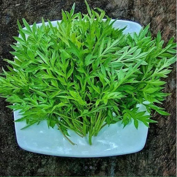 

daun kenikir segar daun suring organik harga 1 pucuk berat 10g