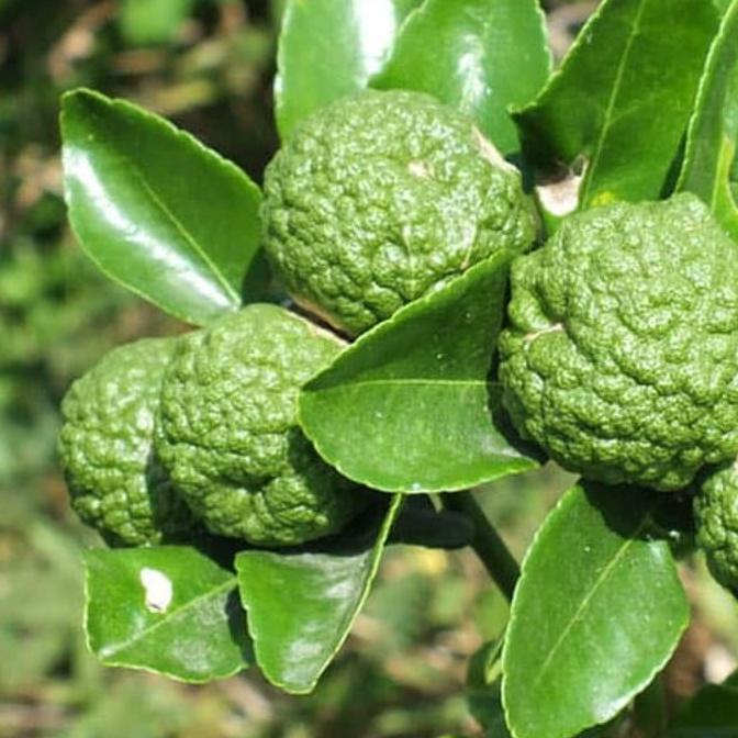 joss Bibit tanaman jeruk Angka 8 Tinggi 70 cm up viral