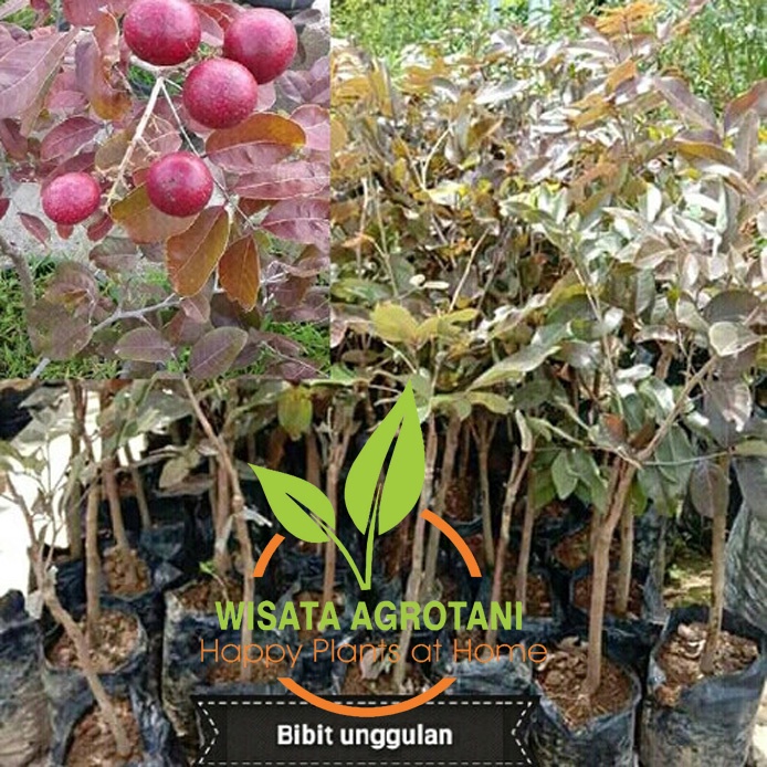 Bibit Kelengkeng Merah Tanaman Dari Indukan Rajin Berbuah, Kelengkeng Merah Batang Pohon Besar Daun