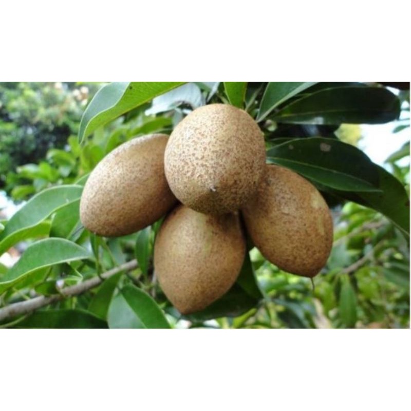 bibit sawo mentimun kondisi berbuah/berbunga