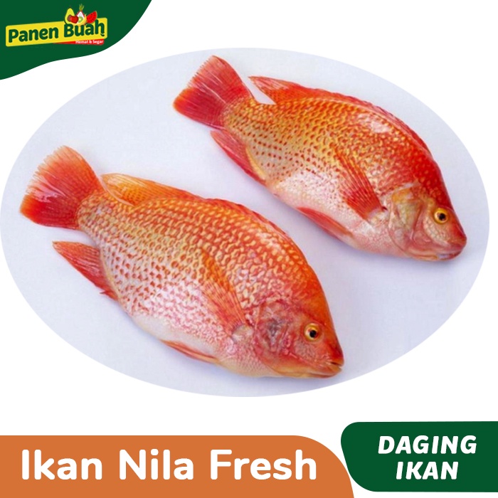 

Ikan Nila Segar