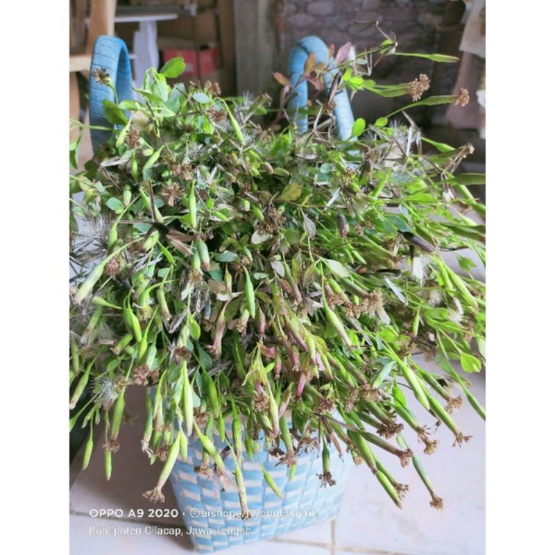 bibit pohon yerba untuk ecoprint