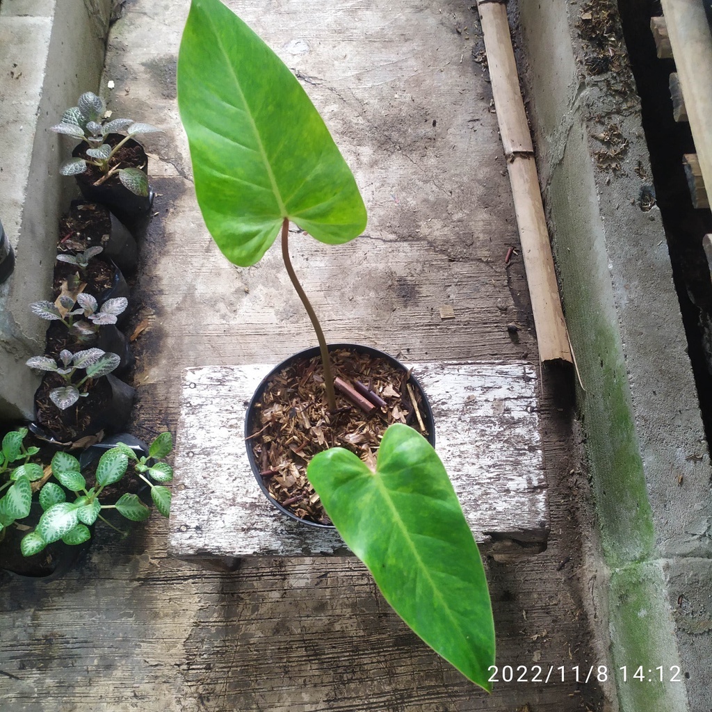 philodendron painted lady