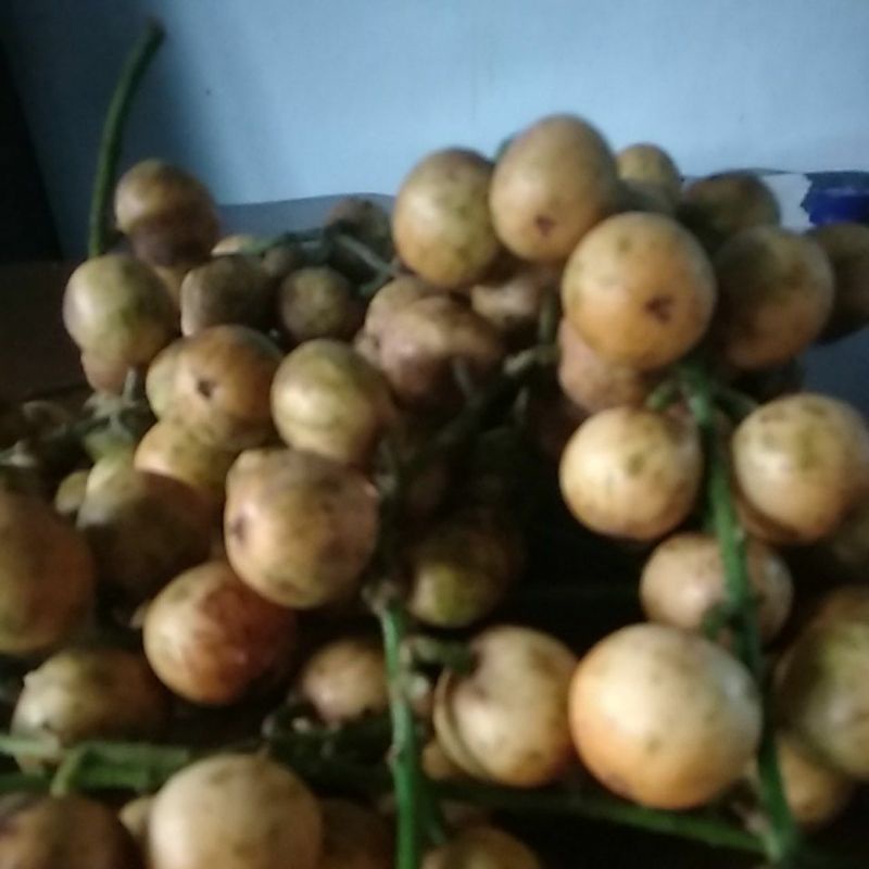 

kepundung,buah menteng