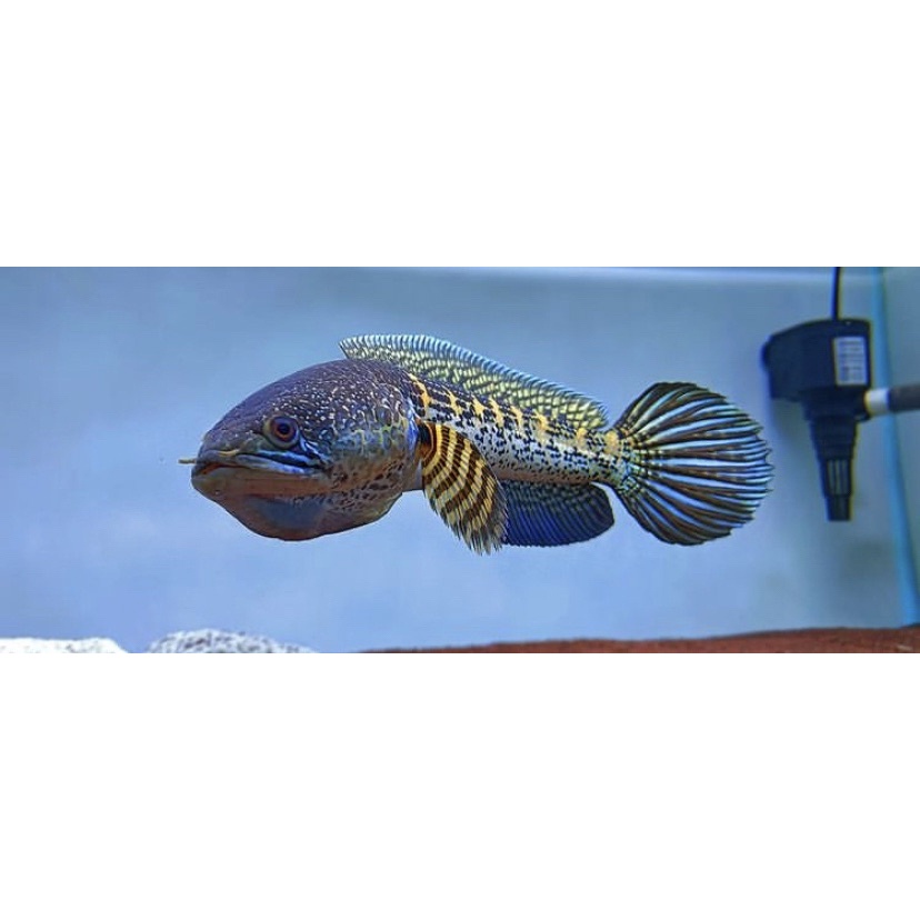 channa auranti baby 4-6 cm, grade A, bahan progres, kualitas bagus