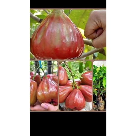 

Bibit jambu dalhari