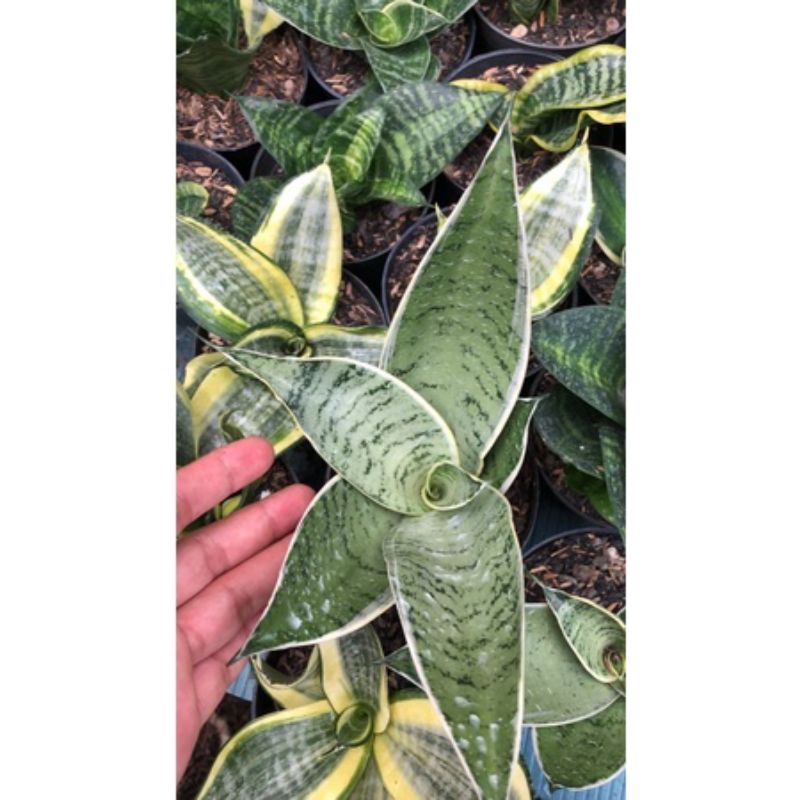 sanseveira hahni Cream