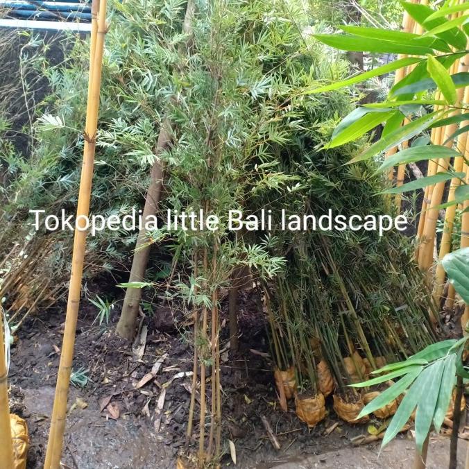Tanaman Bambu Cina Kuning 1,8 Meter