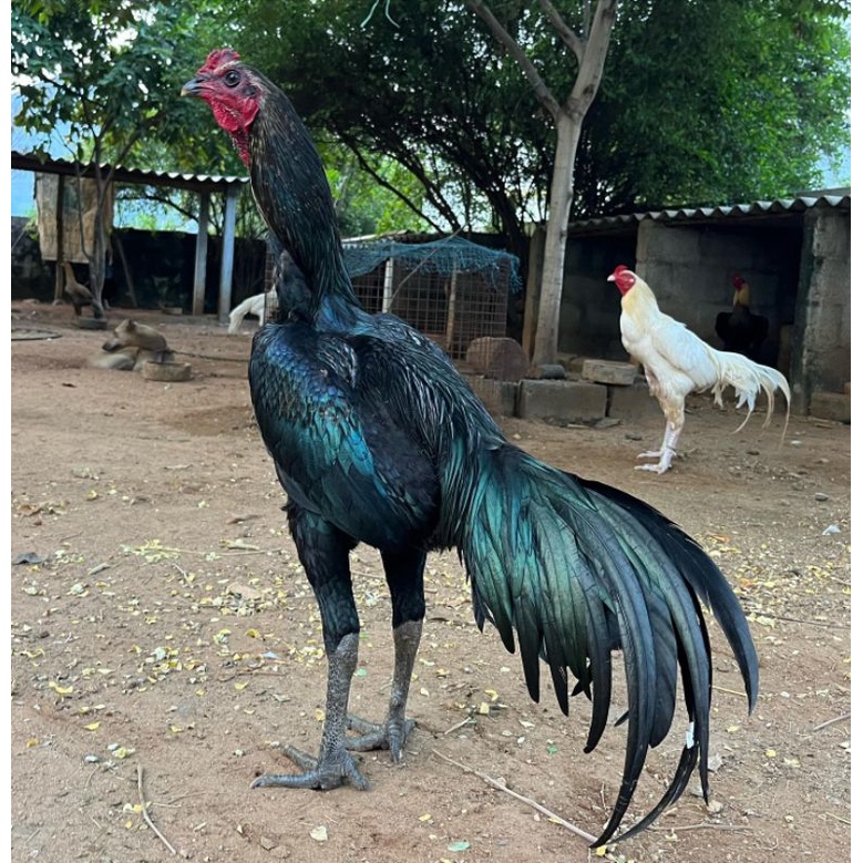 

JUAL TELUR AYAM BANGKOK ASELL ORI LARKUMBANG PAKET 4