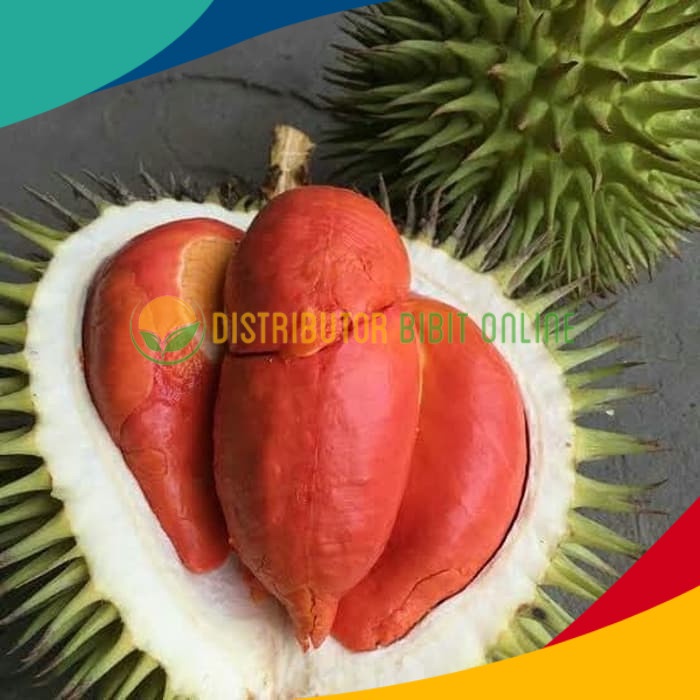 Bibit durian merah super