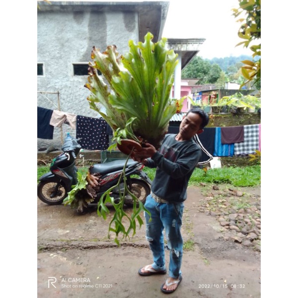 kadaka tanduk rusa ukuran jumbo