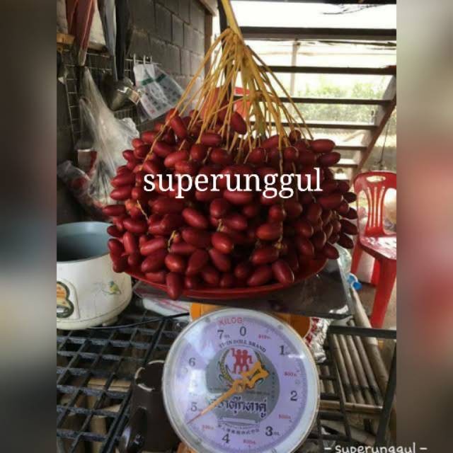 Bibit tanaman buah Bibit kurma h1 EE44