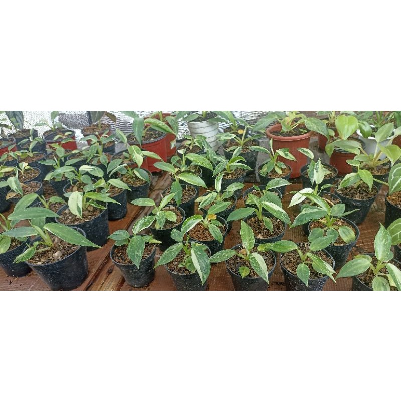 philodendron jose buono