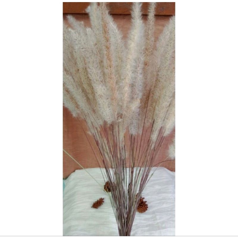 Bunga kering ilalang / bunga alang-alang / pampas lokal / bahan rustic