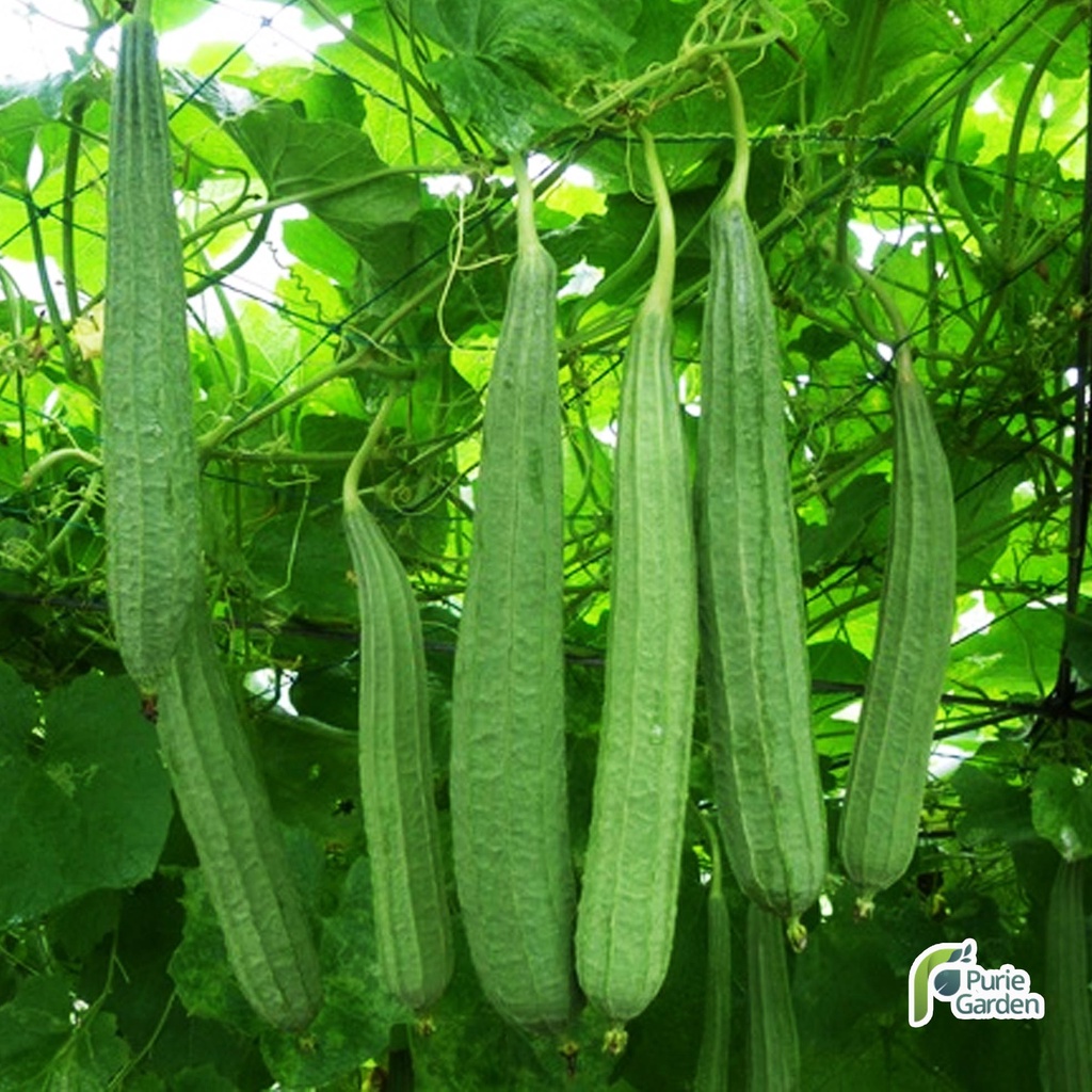 Benih Bibit Oyong Gambas 2 Benih Dua Ribuan PG SBY