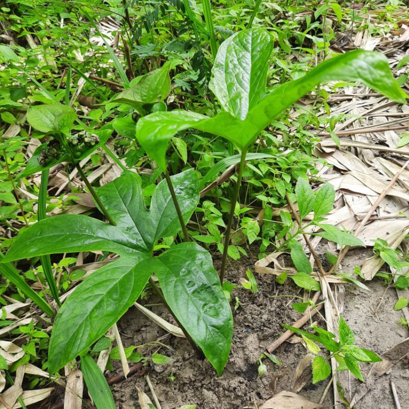 BIBIT TANAMAN GADUNG TIKUS