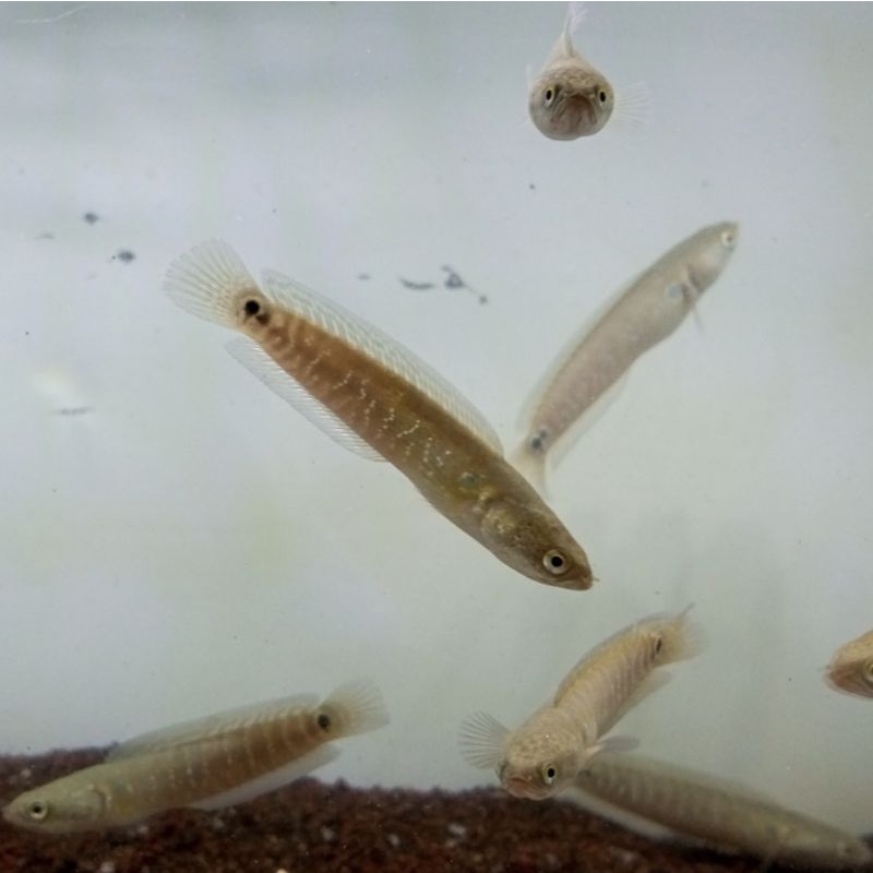 CHANNA ASIATICA WS FULL PELET UKURAN 8-9CM