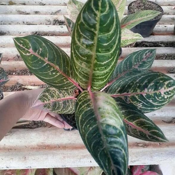 aglonema madam suroyo bibit