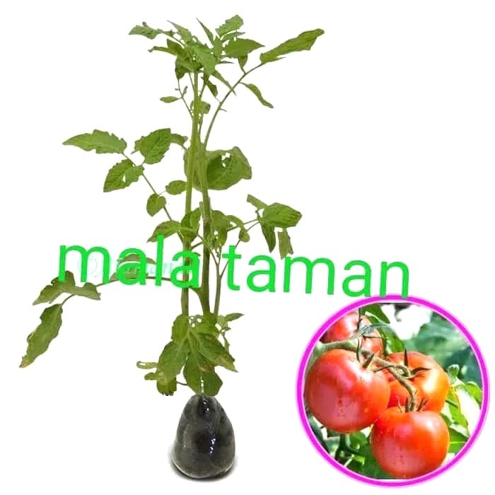 Tanaman tomat/tanaman buah EE33