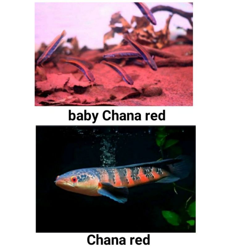 

ikan chana red pangkalan Bun / Barito / lempuyang