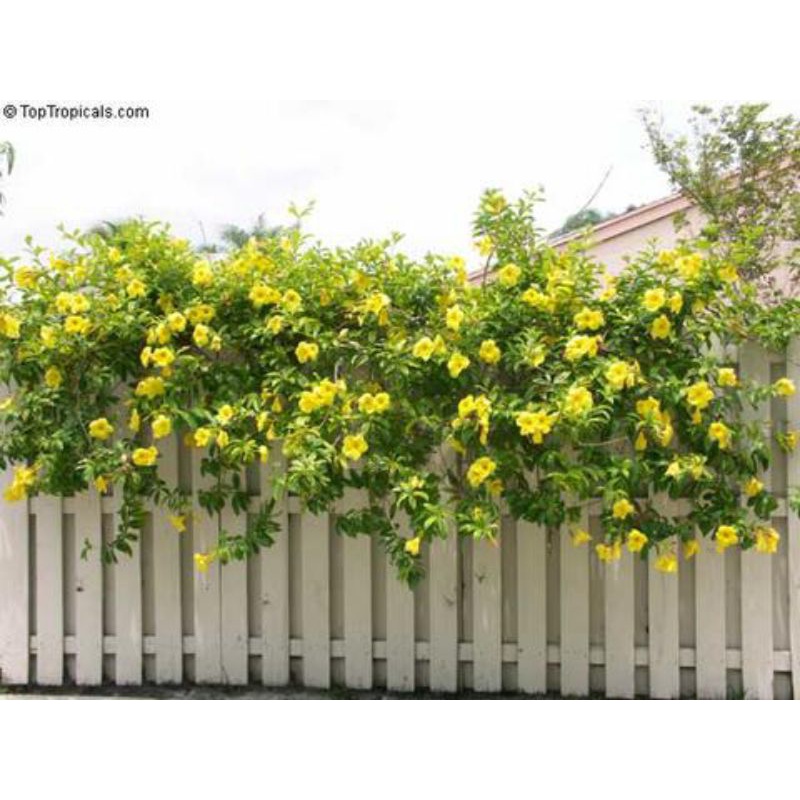 tanaman bunga terompet emas bunga Alamanda kuning