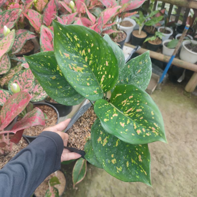 Ruby Ciangmay Aglonema