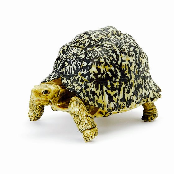 Gashapon kame 05 adult leopard turtle - gacha kura bandai dangomushi