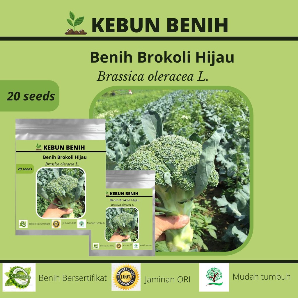 10 Benih Brokoli Hijau Green Magic SAKATA Kualitas Unggul