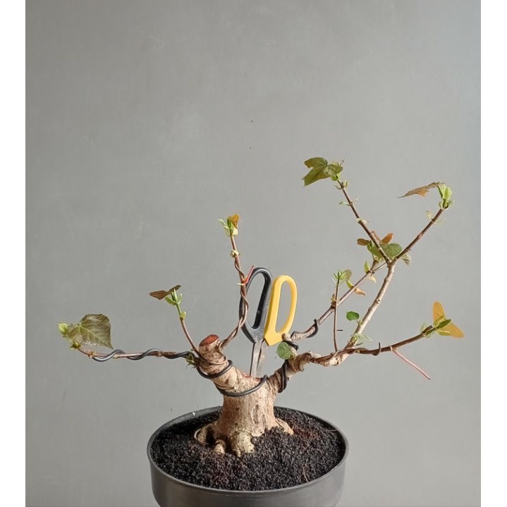 Bahan Bonsai Waru Taiwan Program Akar (The Max)