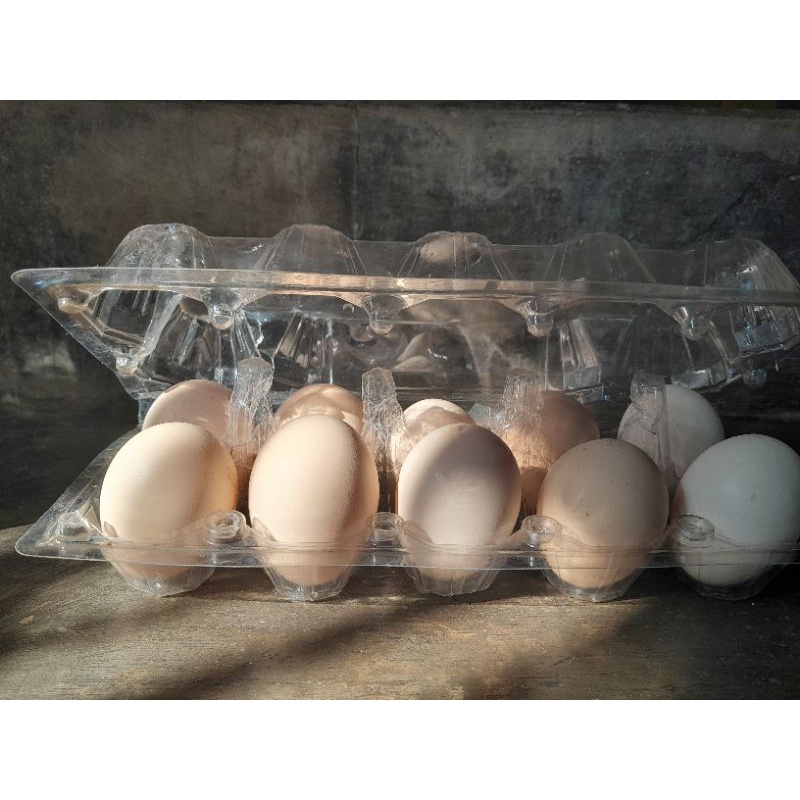 

telur ayam kampung