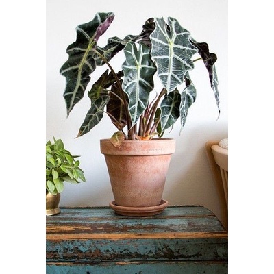 Tanaman hias alocasia amazonica jumbo