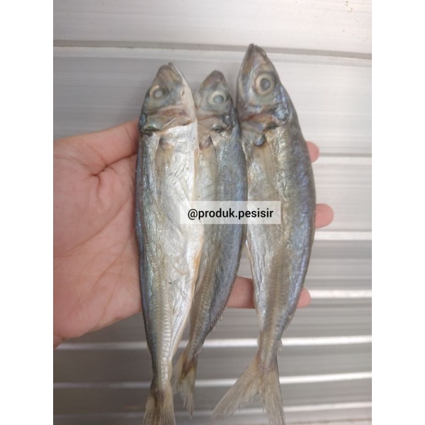 

Klotok Besar/ Layang/ K2 250 gram