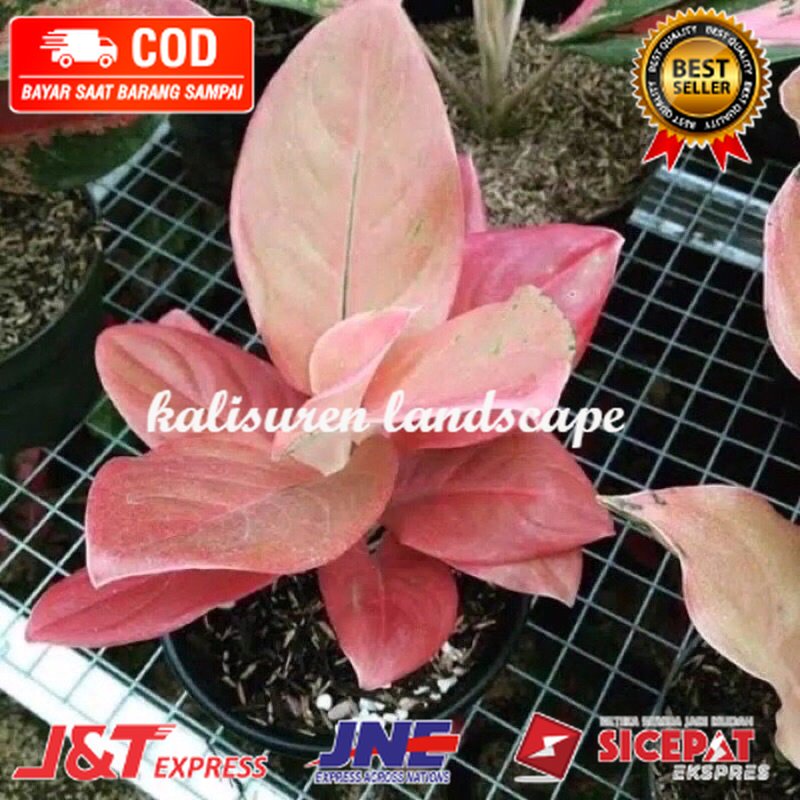 bibit anakan aglonema nezkia 1/2 daun