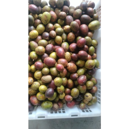 

PROMO!!! BUAH MATOA 500GRAM BUAH KHAS PAPUA