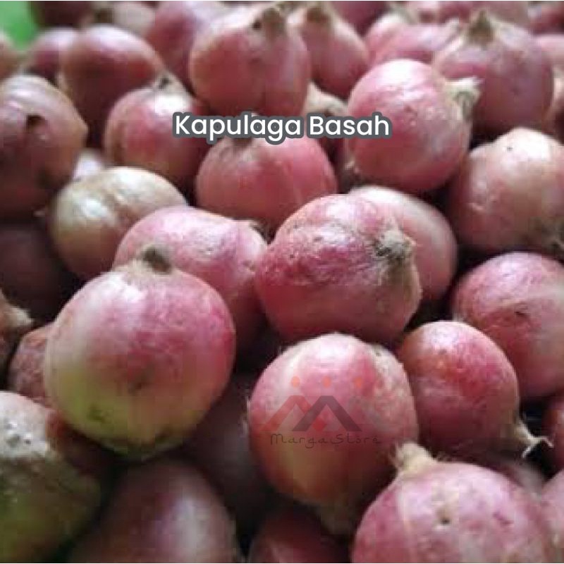 

Kapulaga Basah 1kg Kapolaga Basah
