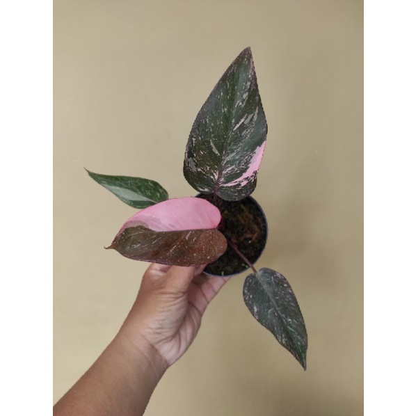 Philodendron Pink Princess Galaxy