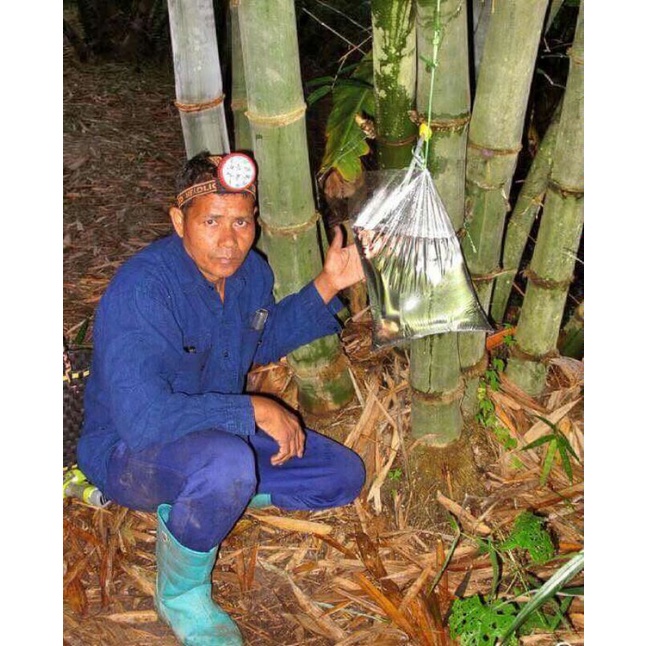 

air sadapan bambu original 500ml di sadap lasung ktika oldran masuk