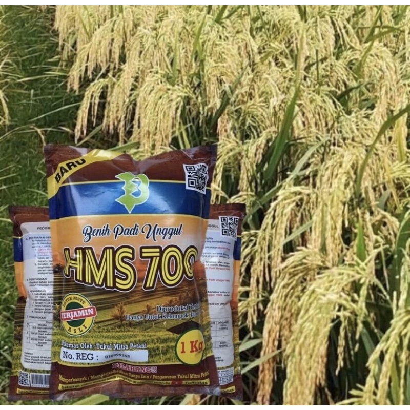 Biji Padi Hms700 Unggul Berkualitas