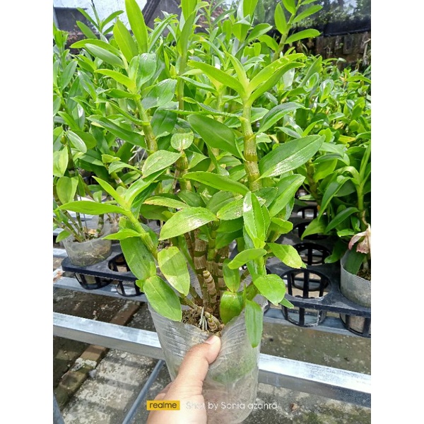 Anggrek nobile rimbun