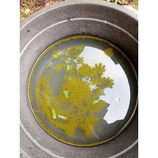 

(BERGARANSI) Telur/larva gurame paket 500 butir + Bonus 100