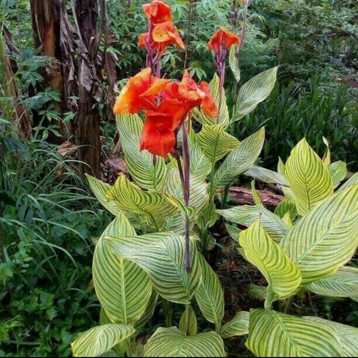 Tanaman hias pisang kana - pisang kana varigata GG22